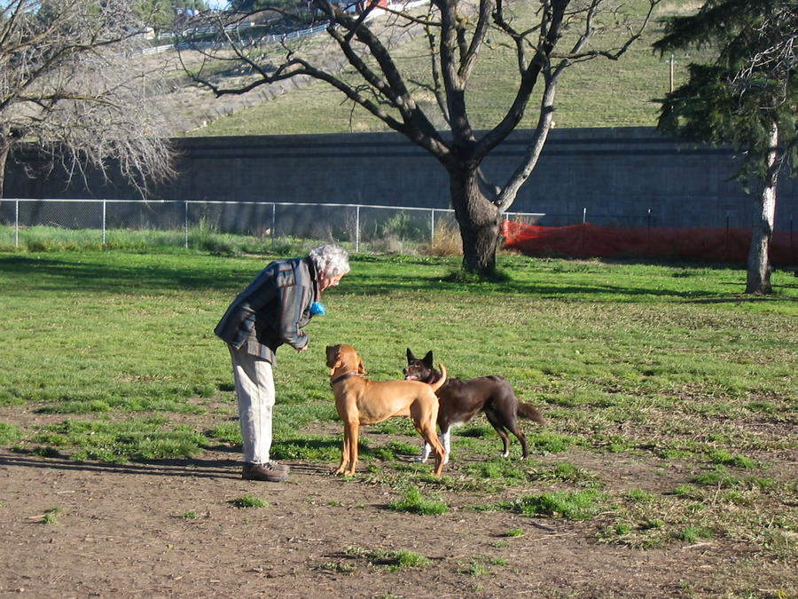 Woman with dogs at dog park