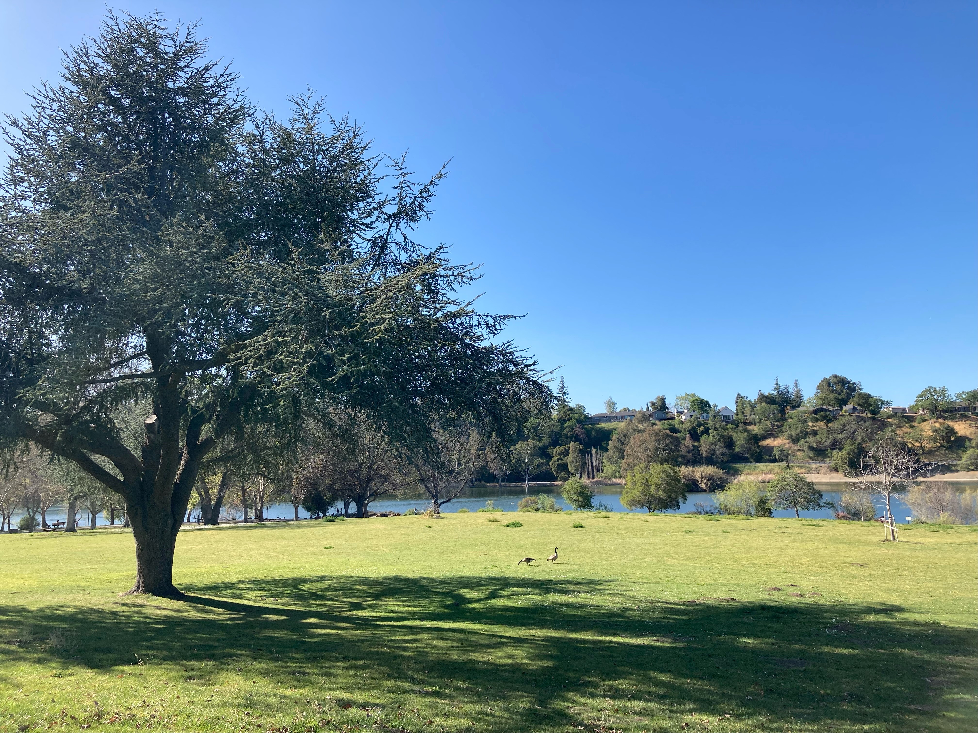 Landscape photo of Vasona Lake County Park with large tree and grass in foreground