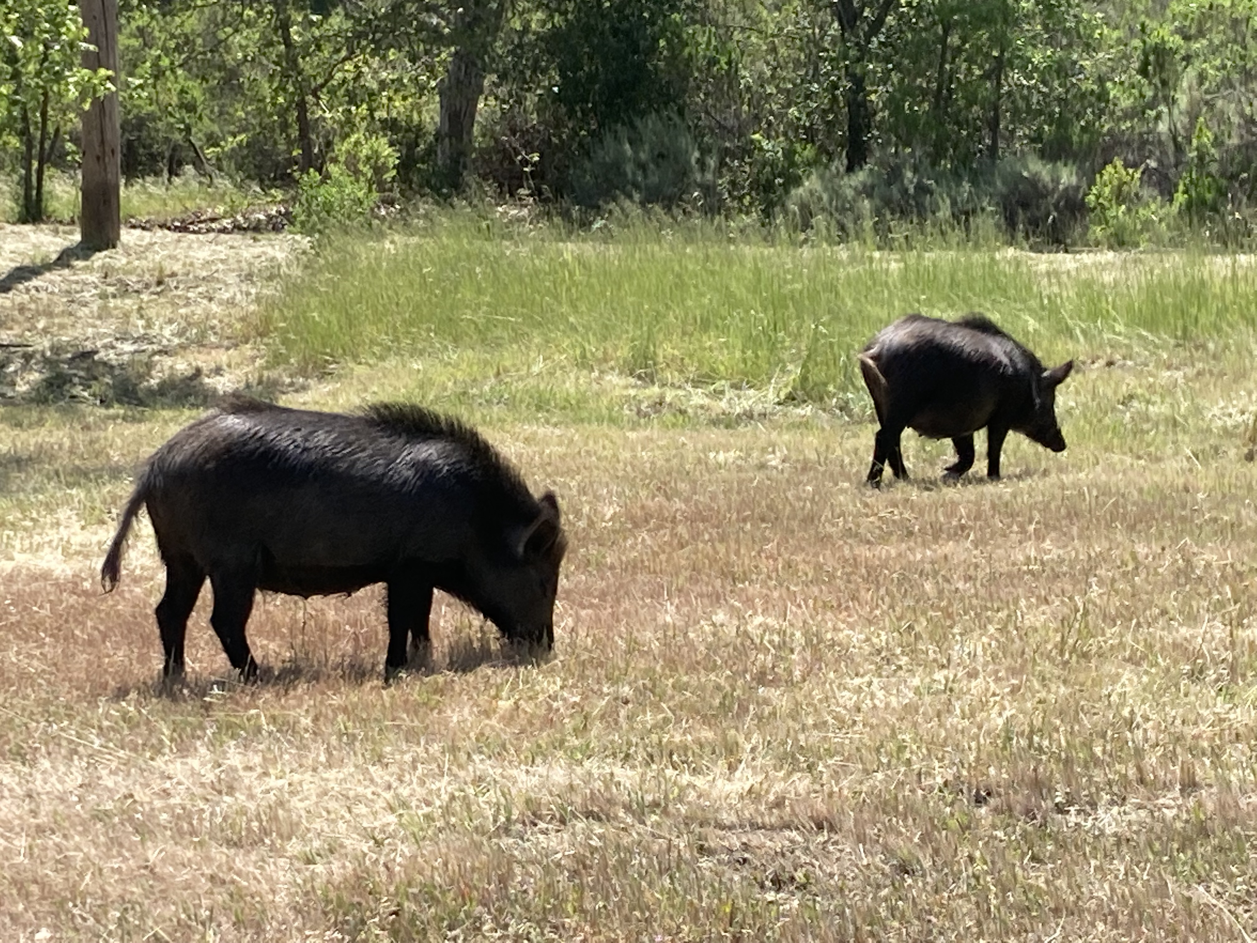 Feral Pigs at Joseph D. Grant County Park
