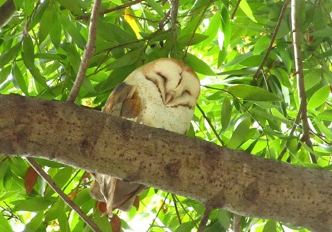 barn owl resting on branch during daytime