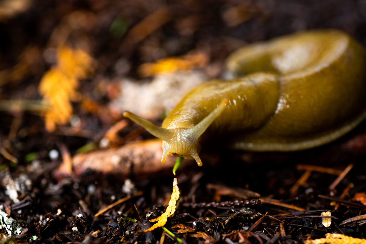Banana slug on forest floor eating pine needles