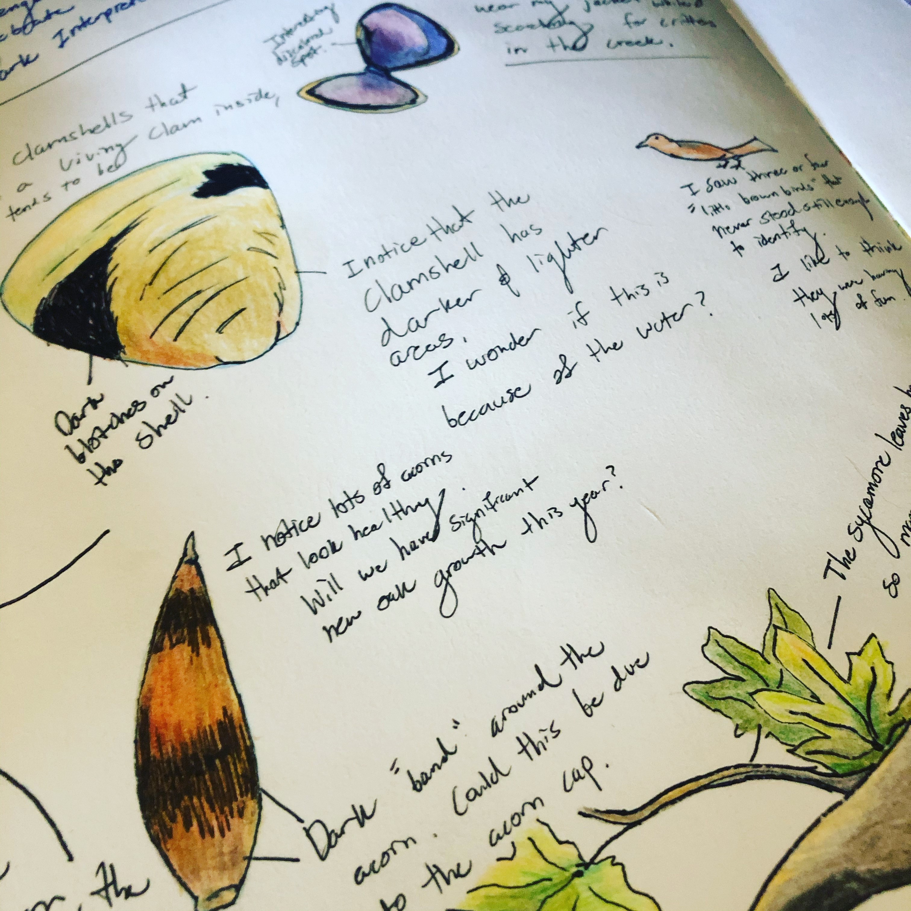 Nature journal page with color sketches and observation notes.