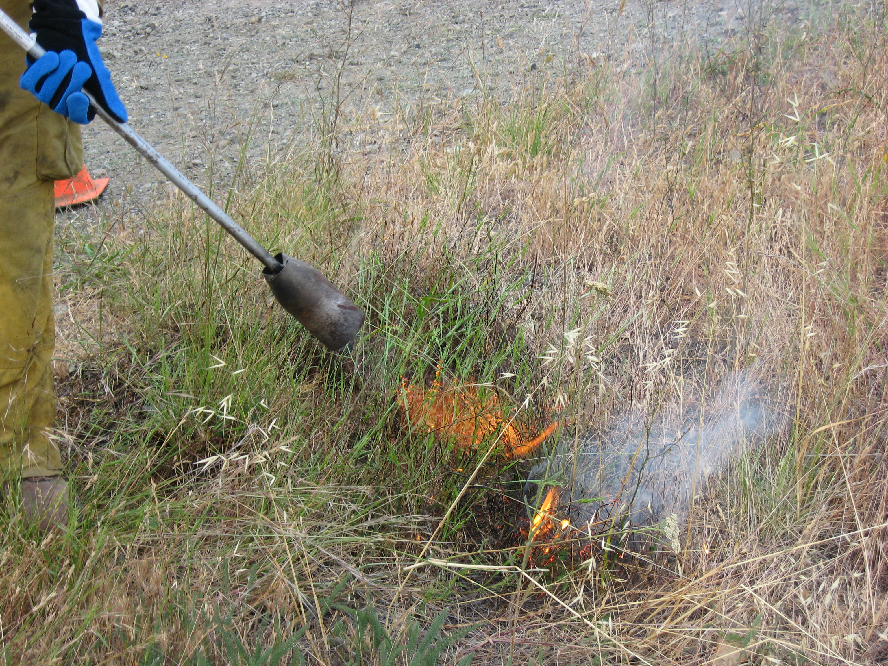 Goatgrass management using a flame torch