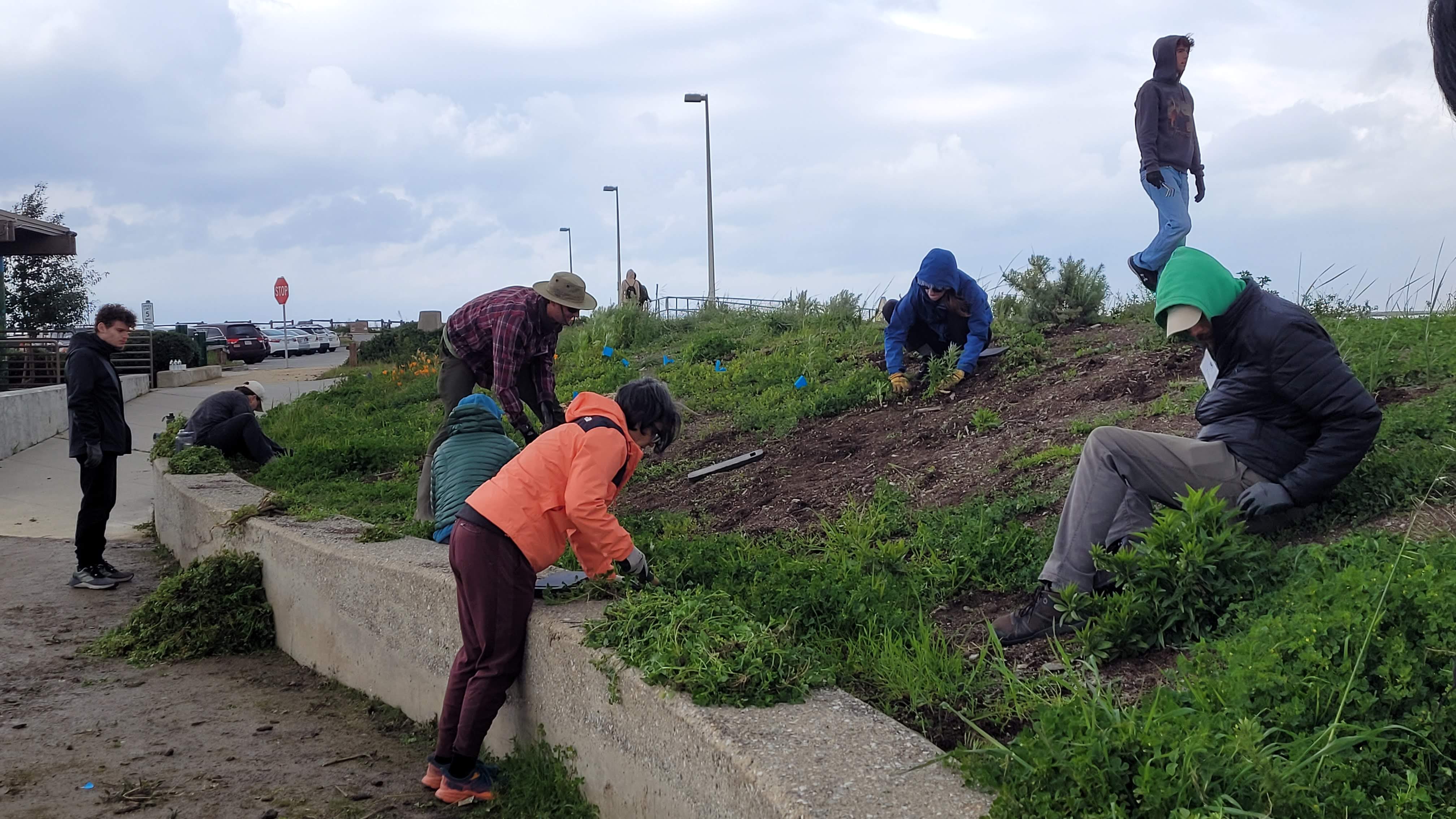 Volunteers clearing weed at Alviso