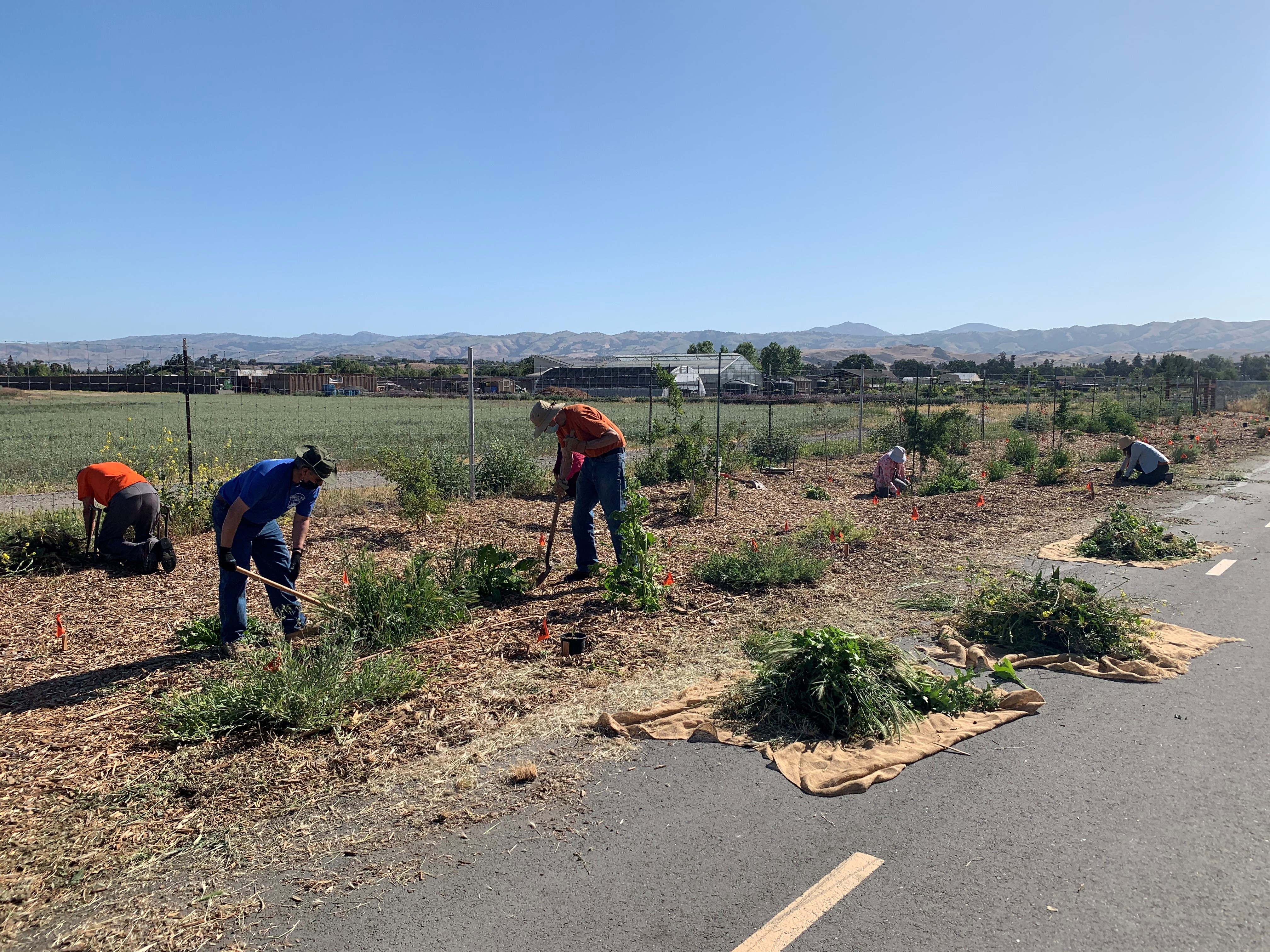 5 volunteers clearing up weeds along a fence at Martial Cottle