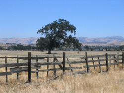 View of Martial Cottle Park with a big tree and wooden fence