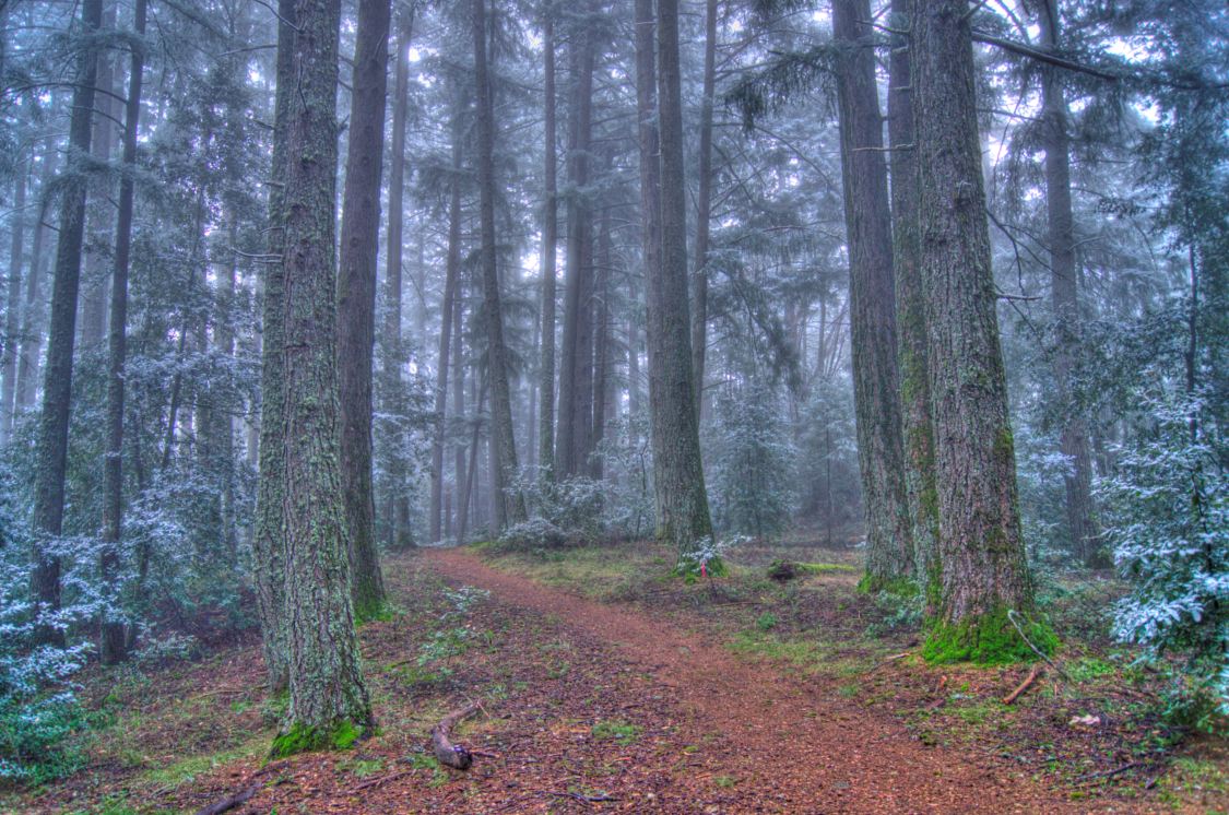 View of a dirt trail through a woody area with tall trees in Sanborn Park