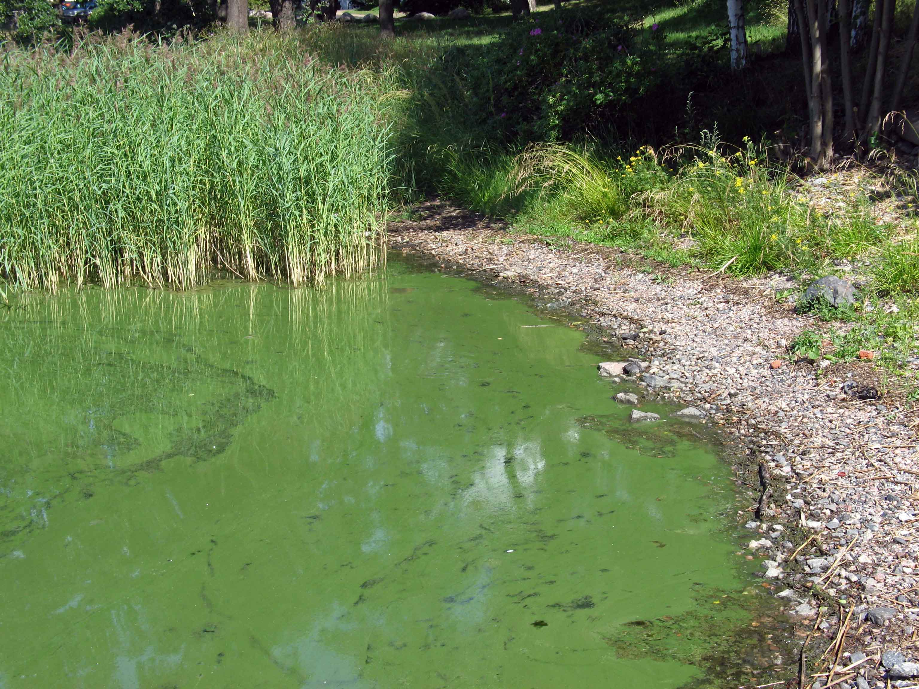 blue green algae in a pond
