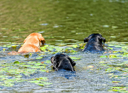 2 black dogs and 1 brown dog swimming in a pond 