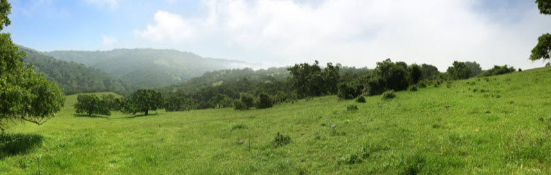 A hill full with grass and trees