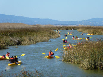 People at Alviso Marina County Park using Kayaks in the water