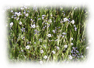 A group of Grant Wild flowers