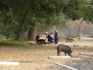 A pig exploring a parking lot