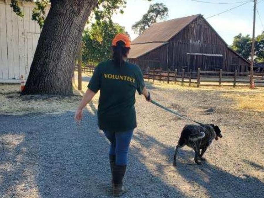 Volunteer in uniform walking dog