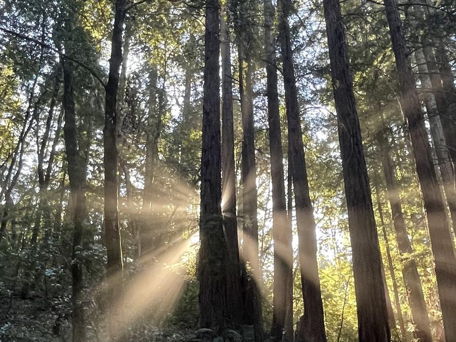 Redwoods with sun beams
