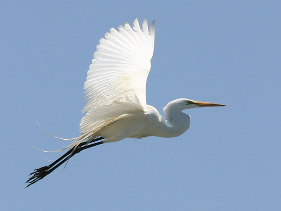 Great Egret at Alviso Marina County Park