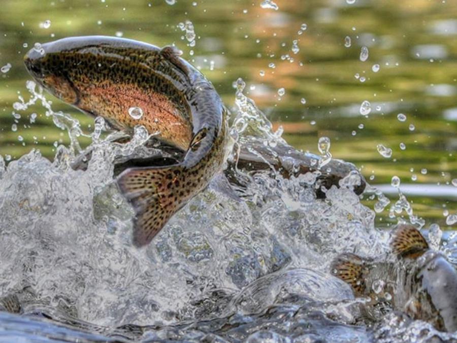 fish jumping out of water