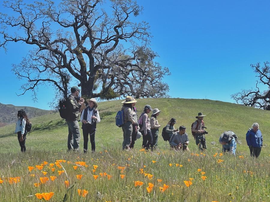Park Interpreter and UC Climate Stewards explore poppy field at Joseph D. Grant County Park.