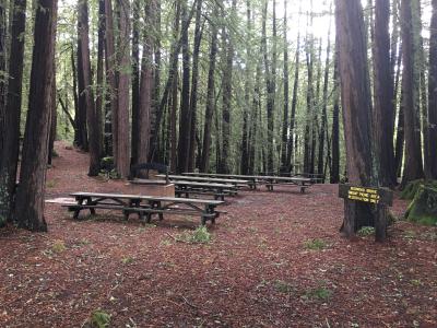 Redwood Grove Group Site