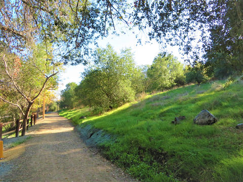 Trail, oaks and green grass in late afternoon