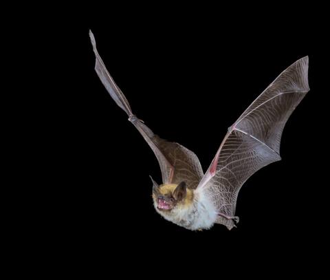 Myotis Bat