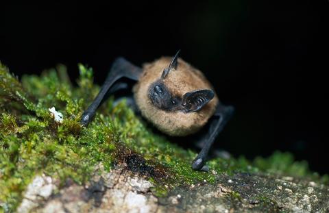 Big Brown Bat clinging to mossy surface