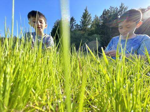 Children looking at blades of grass