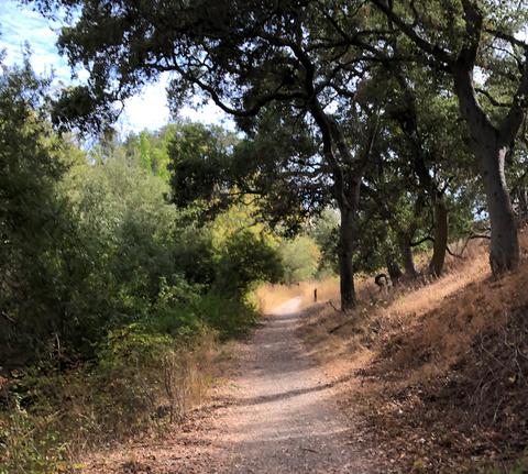 Open path into a park oak woodland