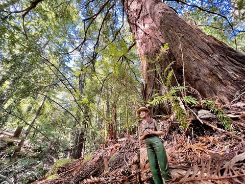 Miniature Park Interpreter stands at the base of a redwood tree. 
