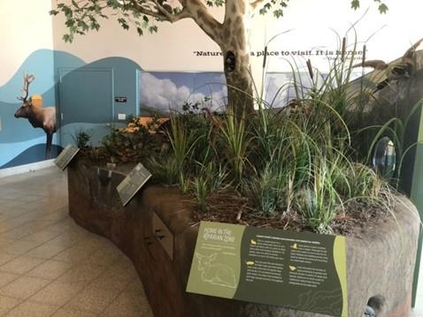 Exhibit showing creek habitat inside Coyote Creek Visitor Center at Anderson Lake County Park.