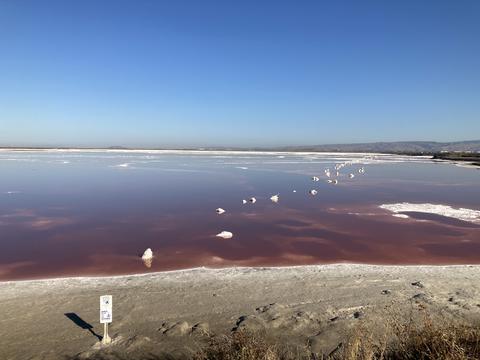 Alviso salt pond A12, showing pink color