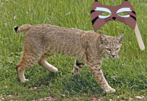Bobcat in a grassy green field with a bobcat mask craft imposed in the top right