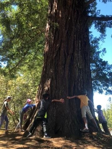 Children hugging the trunk of a coast redwood tree