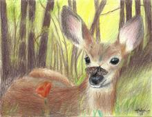 drawing by hudson, deer with orange butterfly and spotted butterfly on nose, with trees in background