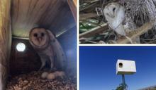 Three photos, left: A barn owl standing over eggs. Right-top: A barn owl sitting on a branch. Right-bottom: An owl box.