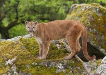 mountain lion standing on mossy boulders