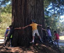 kids locking hands and circling giant trunk of tree, junior ranger program