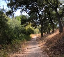 Open trail in an oak woodland park