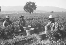 Filipino Farmworkers