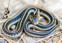 A garter snake wrapped up on the ground with a spiral snake craft imposed on the top left