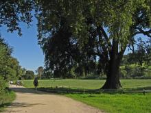 A photo of a path and trees in the park