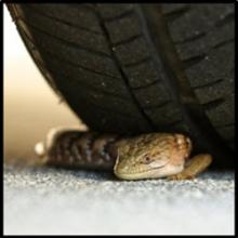 A lizard laying underneath a car tire