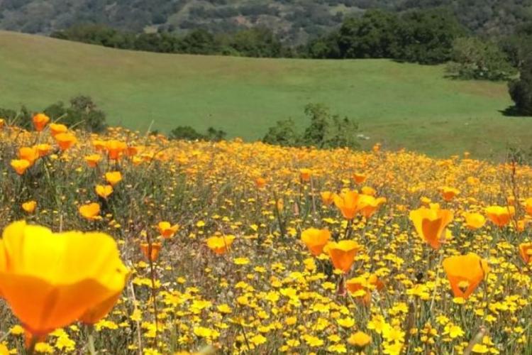 Field of poppies at Coyote Lake